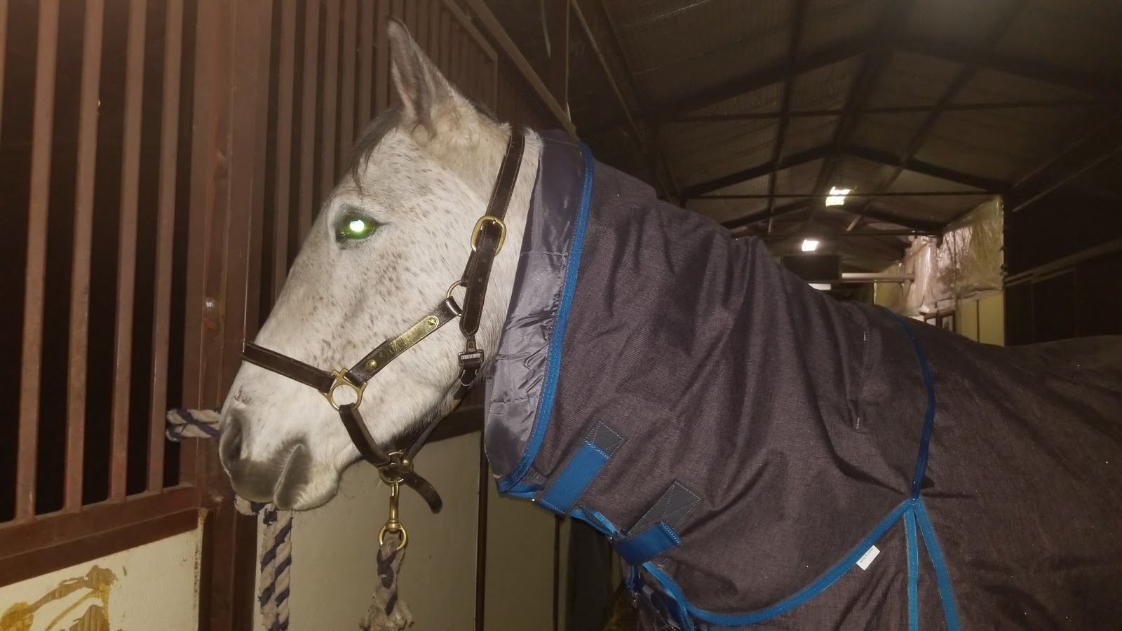 Gray Flannel Horses Greenhawk Shedrow North Combo Turnout Blanket