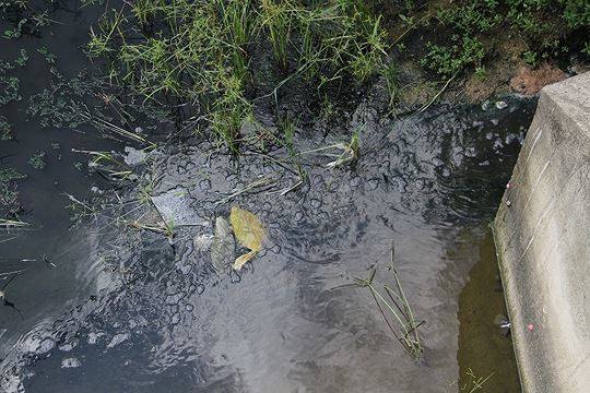 ô nhiễm môi trường ở Bình Định