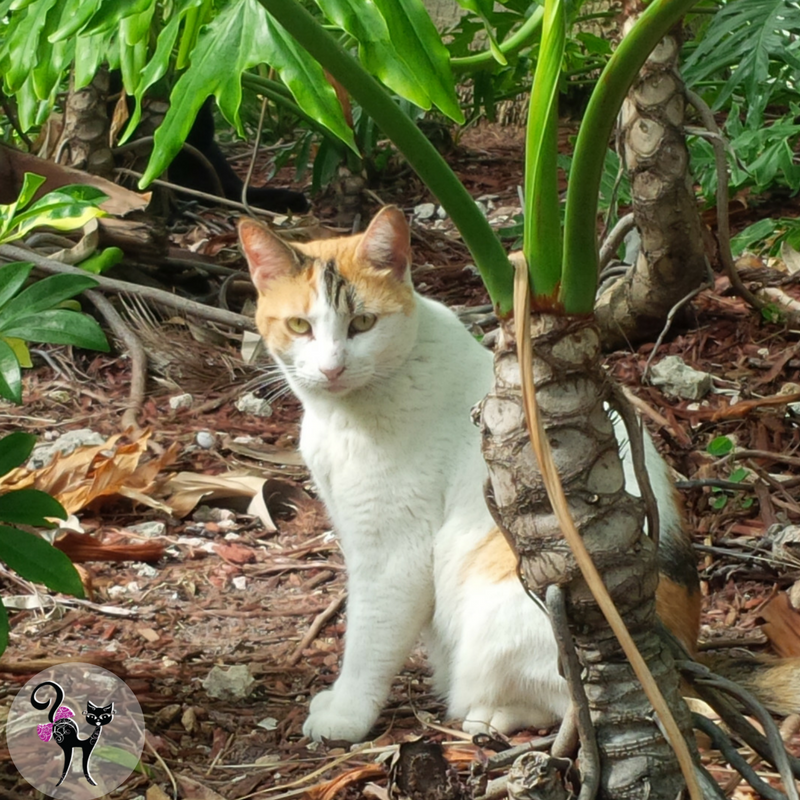 Riverfront Cats, Downtown Miami