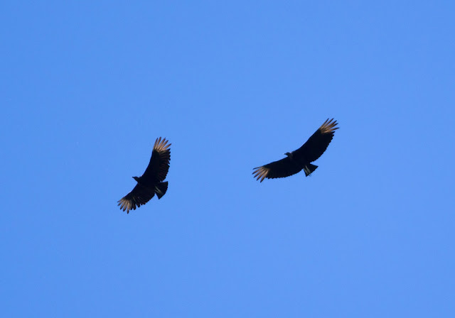 Black Vultures, New York