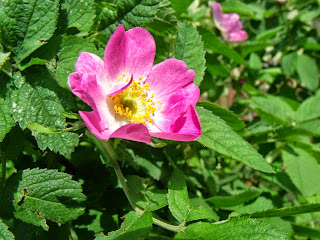 Wildrosensämling (c) Joachim Wenk