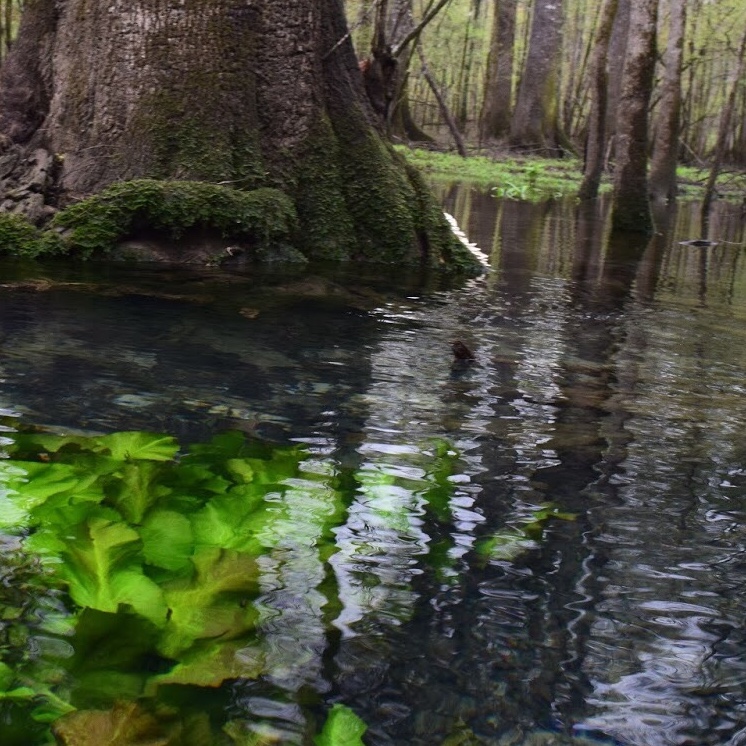 Why and what is a hush harbor?