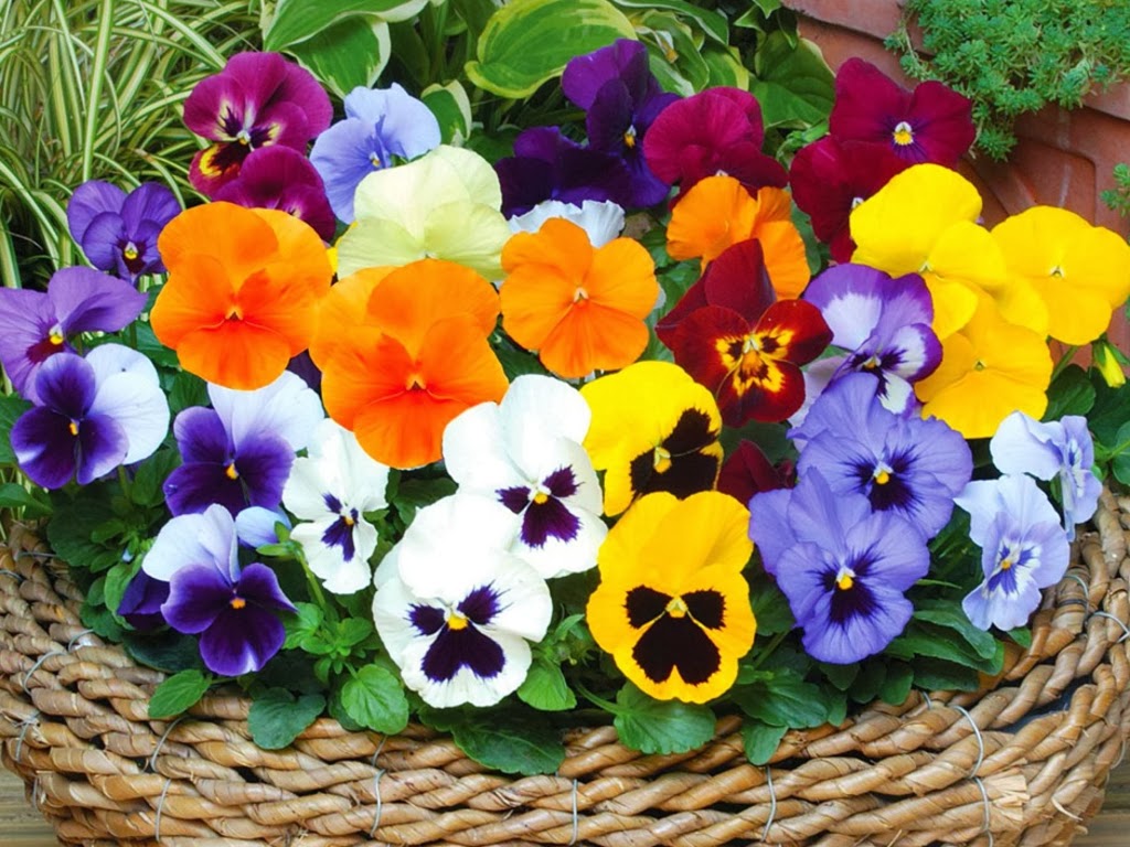 Flowers Baskets HD Wallpapers Free Download Unique Wallpapers