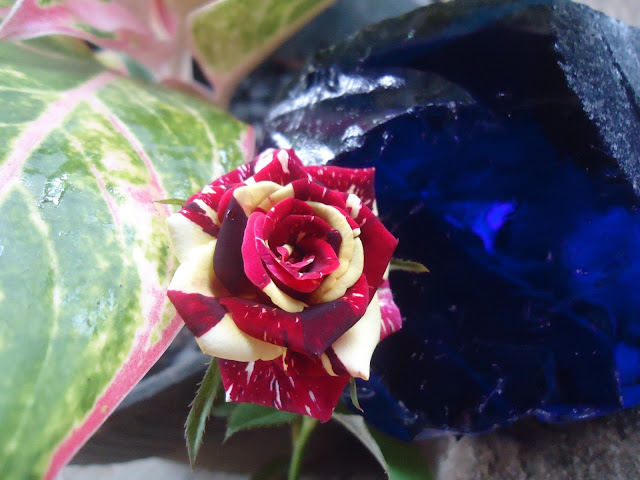  Bunga Mawar Pelangi Dan Batu Mulia Biru Rumah Daun Muda