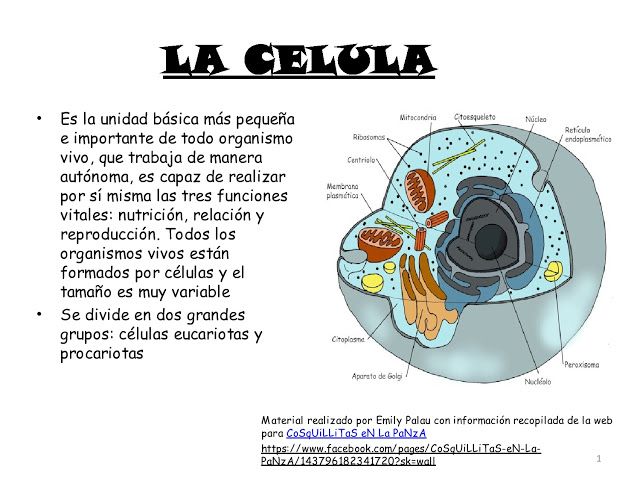 Informacion sobre las celulas