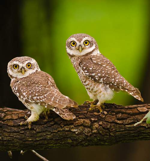 spotted owlet birds of india bird world