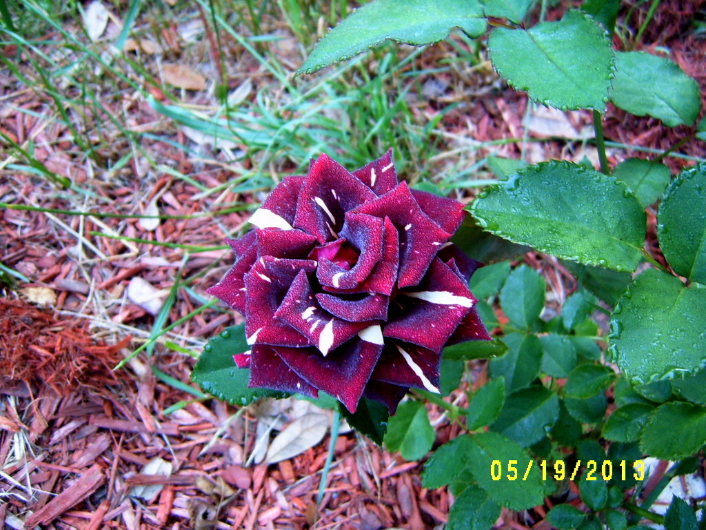 Alabama Rose and Flower Garden from a NonGreen Thumb Why doesn't my