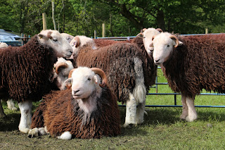 Herdwick