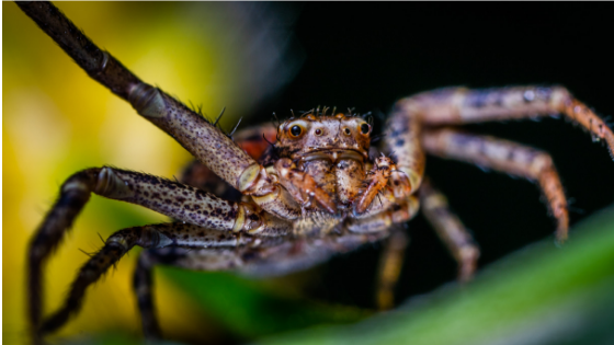 how-to-treat-spider-bites how-to-treat-spider-bites