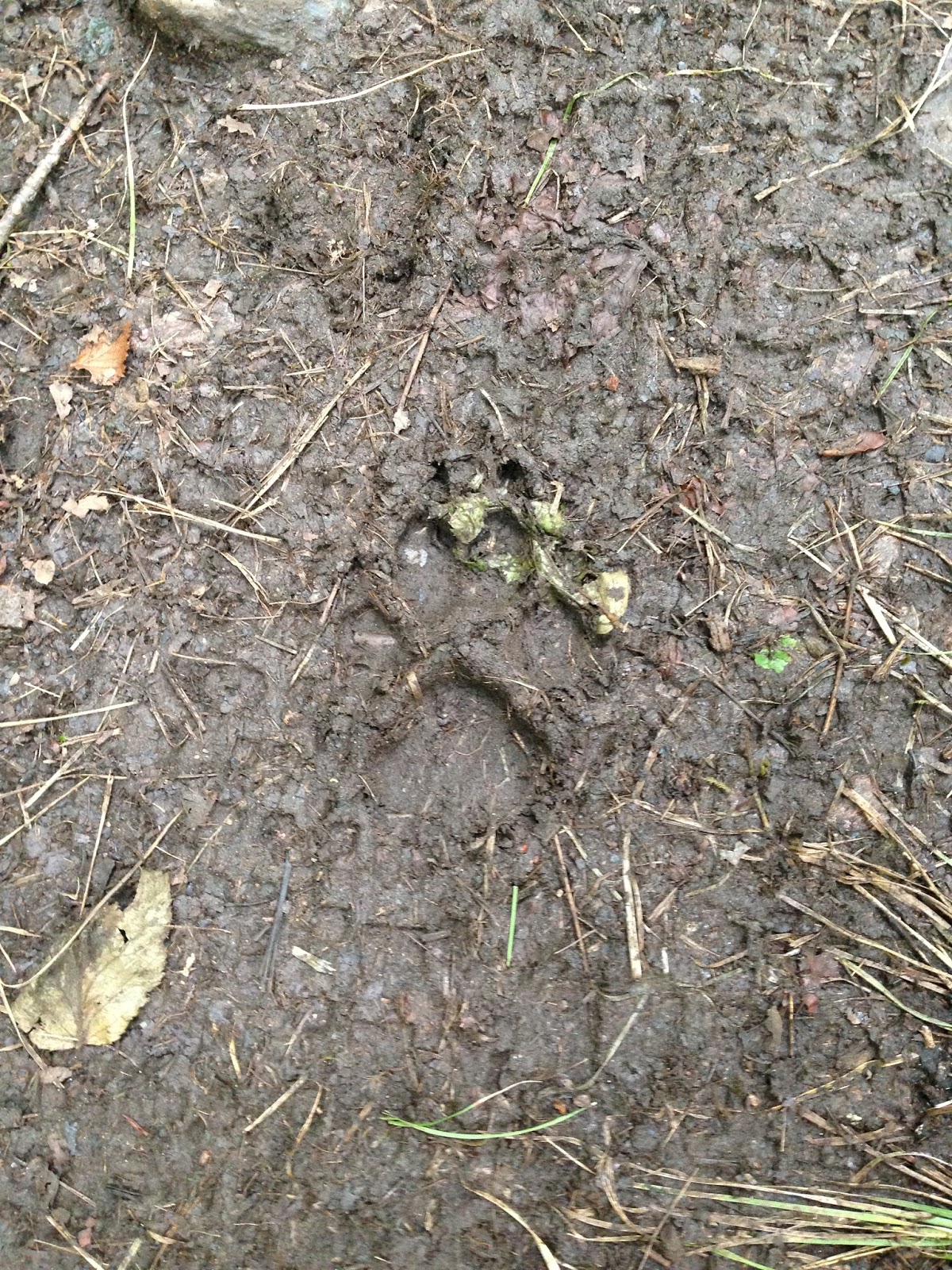 JuneBug Commentary Black Bear Encounter In The Pisgah National Forest