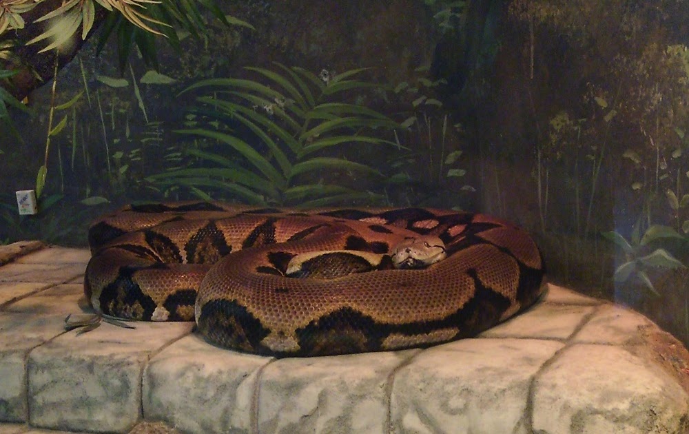 Reticulated Python | Buddy2Blogger