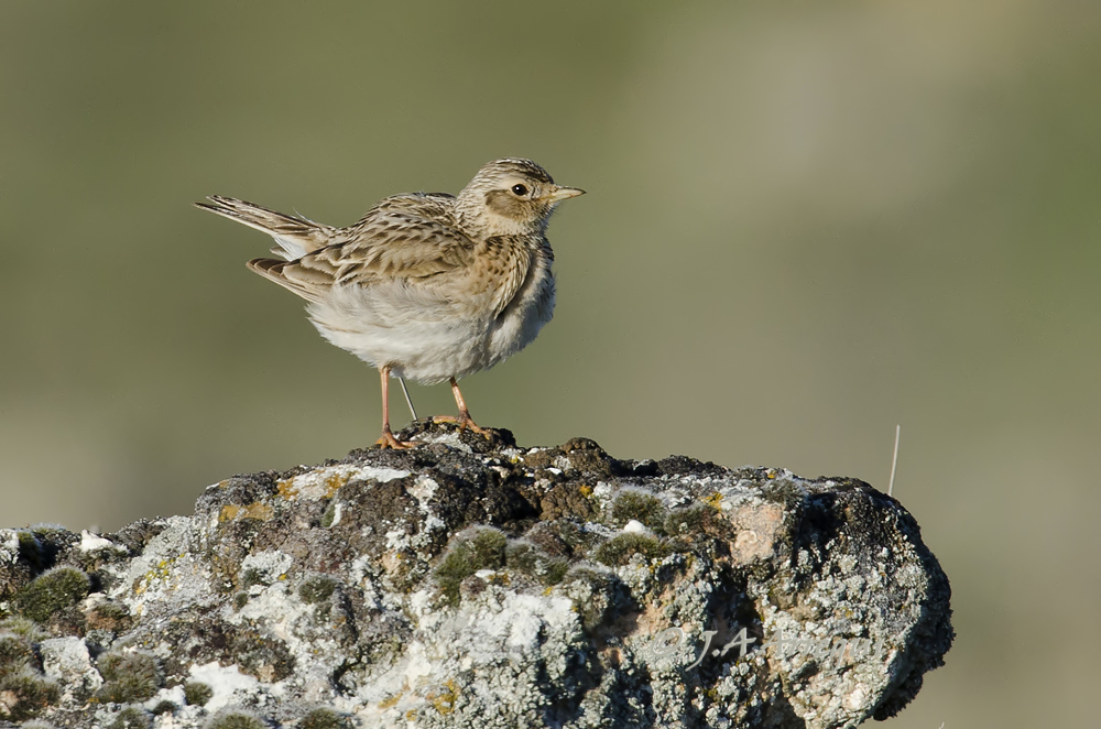 Alondra común, Alauda arvensis, Skylark Alondra común, Alauda arvensis, Skylark