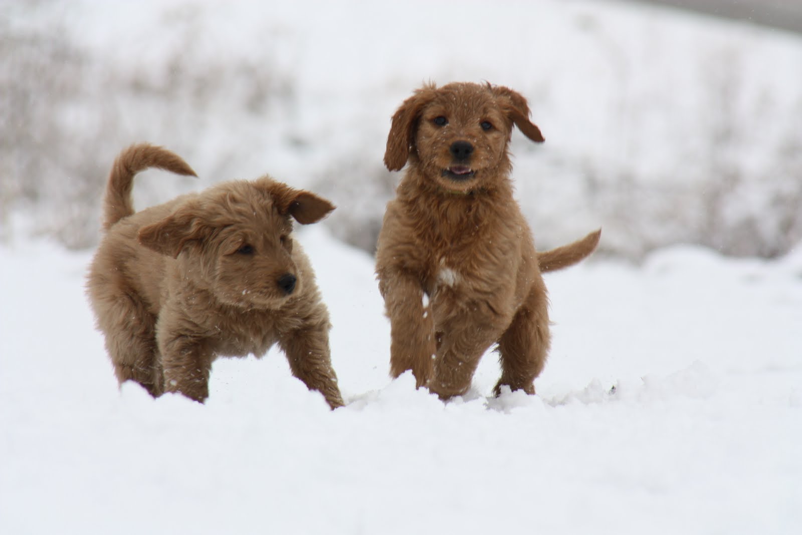 Cute Puppies Playing In Snow Pictures Of Animals 2016