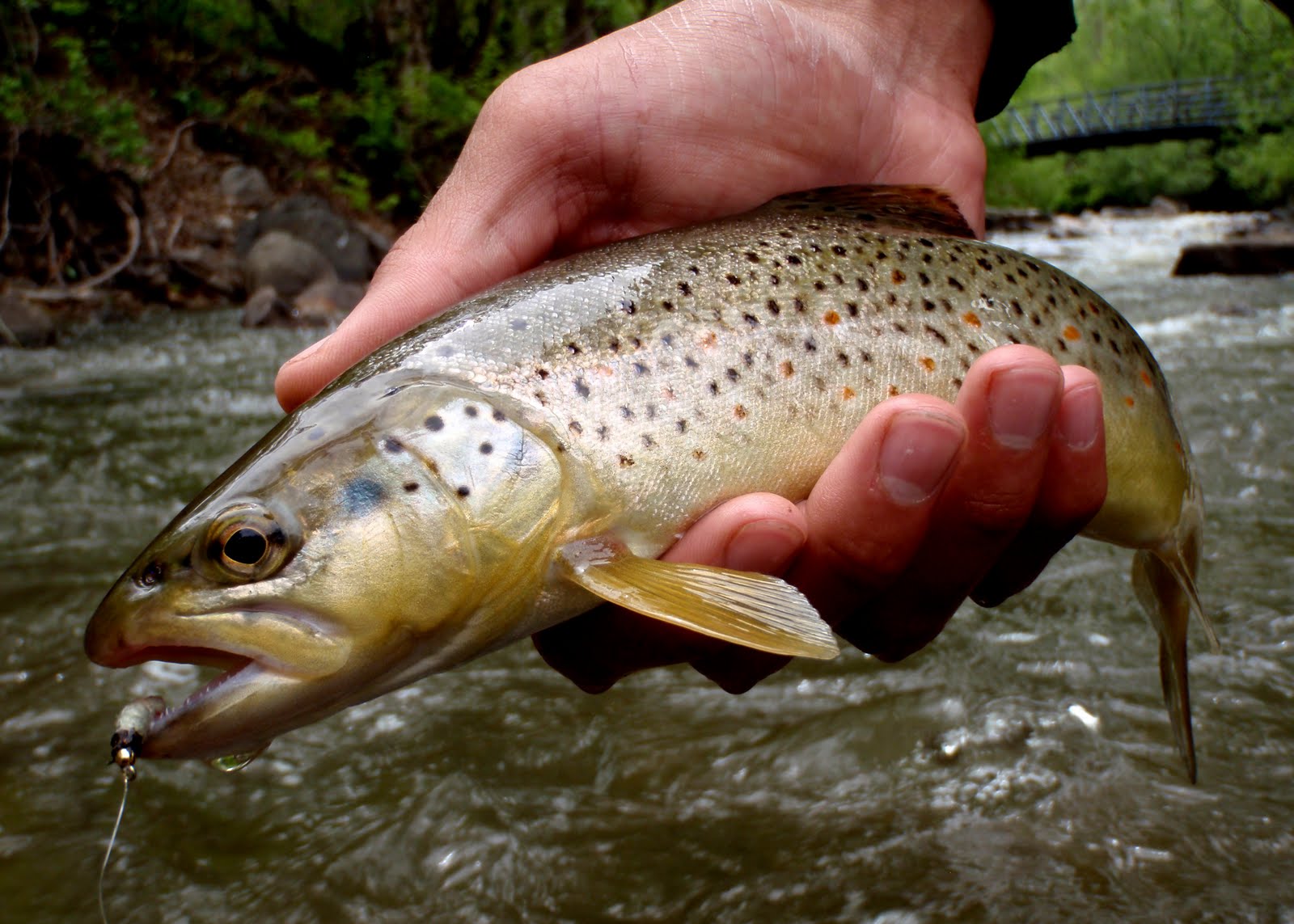 Colorado Fly Fishing Reports Boulder Creek Fishing Report