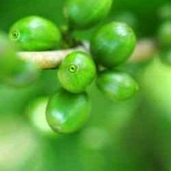 How does green coffee bean extract work in the body