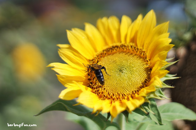 Kebun Bunga Matahari Hits di Pantai Glagah ~ JALAN JALAN MAKAN MAKAN