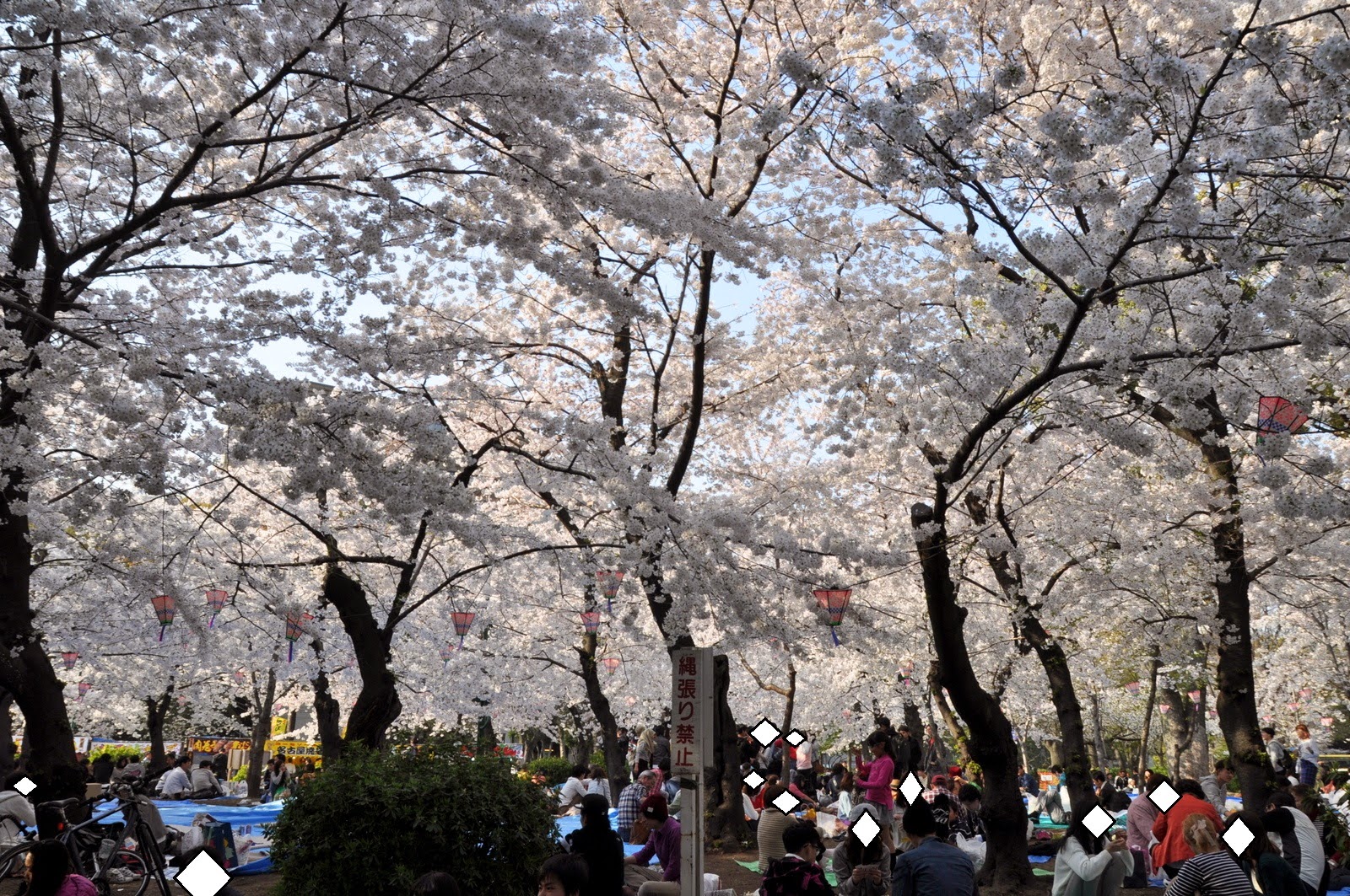 愛知名古屋 鶴舞公園 快要看不見藍天的滿天櫻花林 愛日研
