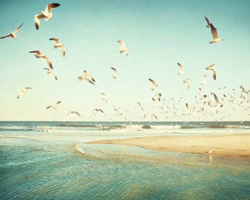 Seagulls Flying Photograph