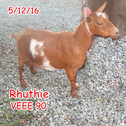 BooneDocksWilcox: 2016 ADGA Linear Appraisal