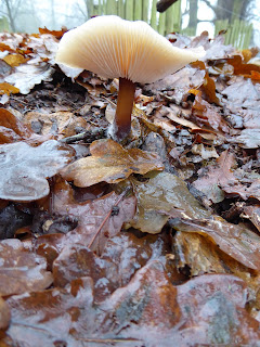 Buttercap (Rhodocollybia butyracea)