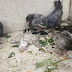 दान पेटी के पैसे गिनते रहे पर सिंहेश्वर मंदिर के गर्भगृह में मरे पड़े कबूतर को कल से हटवाना जरूरी नहीं समझा 