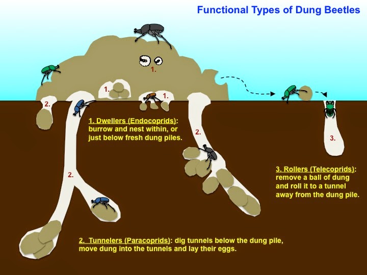types of dung beelte