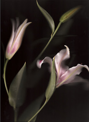 pink lily on a black background