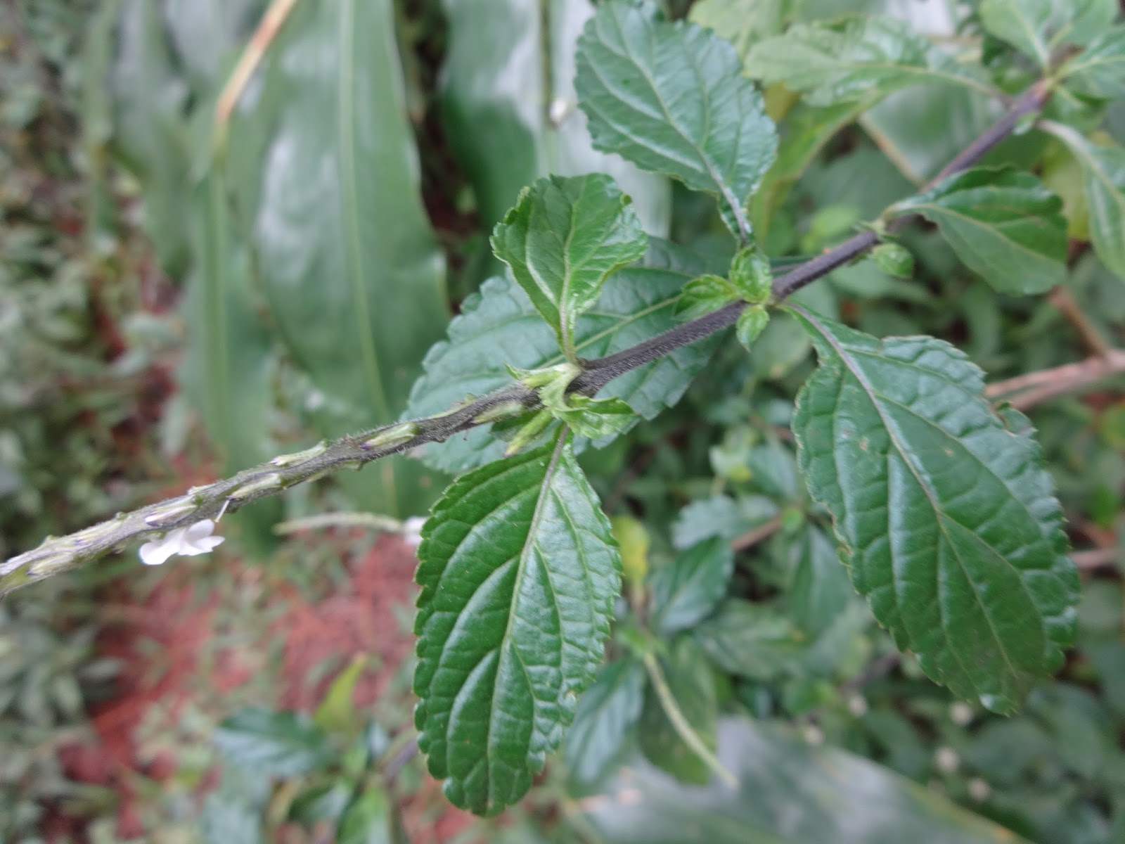 Herbs from Distant Lands Stachytarpheta cayennensis