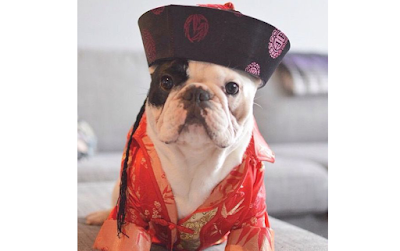 Dog in chinese clothing