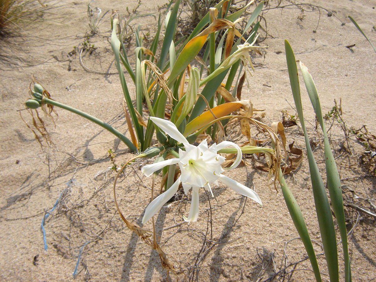 Диви растения в България: Пясъчна лилия (Pancratium maritimum)