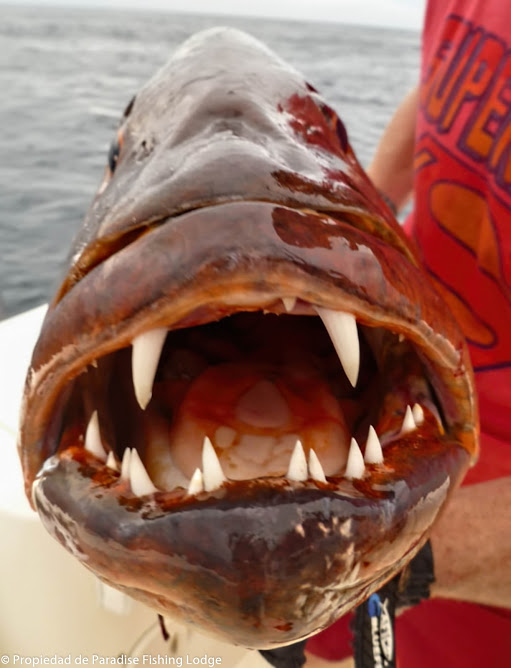 Cubera Snapper Catch | Outdoor Board