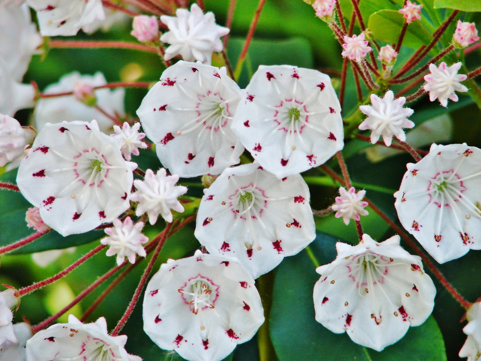 BREATHTAKING The Mountain Laurel