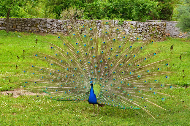 Peacock Bird in Monastery Saint Naum on Ohrid Lake
