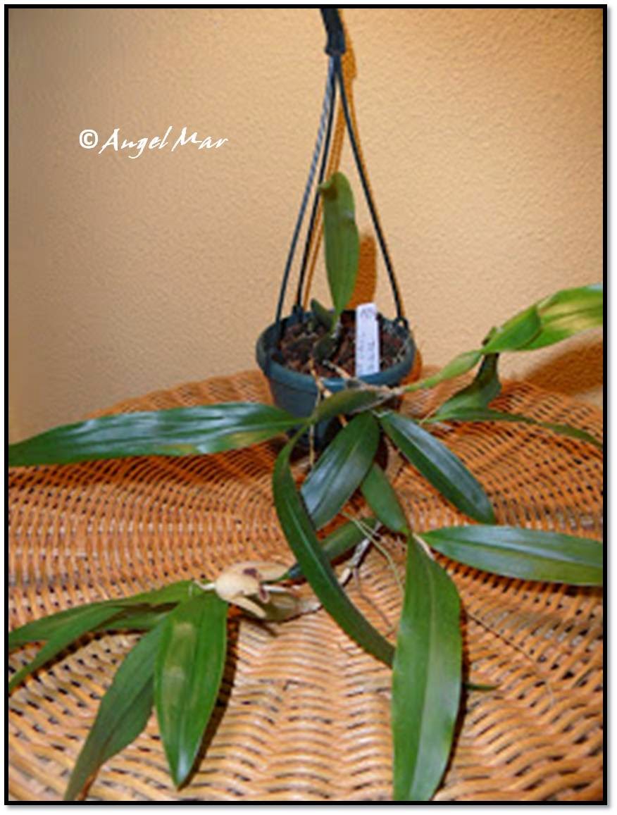 Orquídeas Blog de Angel Mar Coelogyne ovalis (Floración