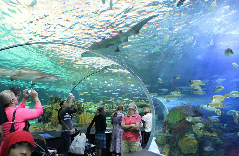 Ripley's Aquarium of Canada in Toronto | Toronto Teacher Mom