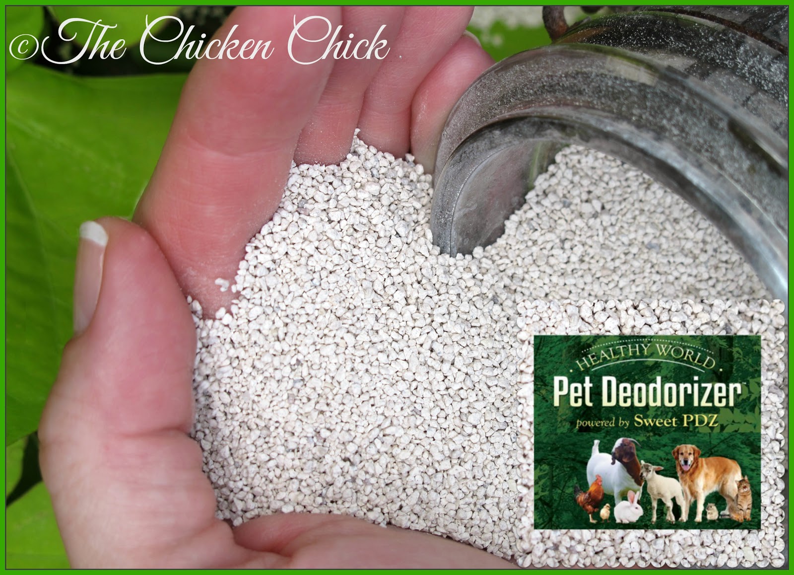 The Chicken Chick® Naturally Sweeter Coops & Healthier Chickens with