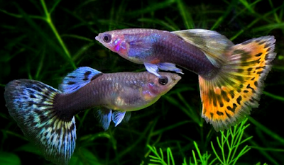 Cara Memelihara, Merawat Ikan Hias Guppy Cara Memelihara, Merawat Ikan Hias Guppy