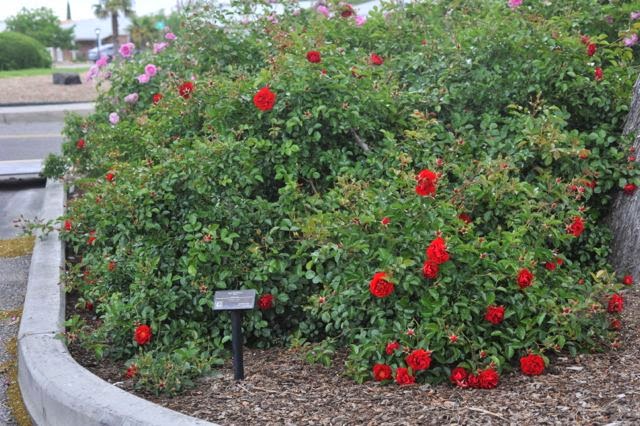 the modern house garden albuquerque rose garden