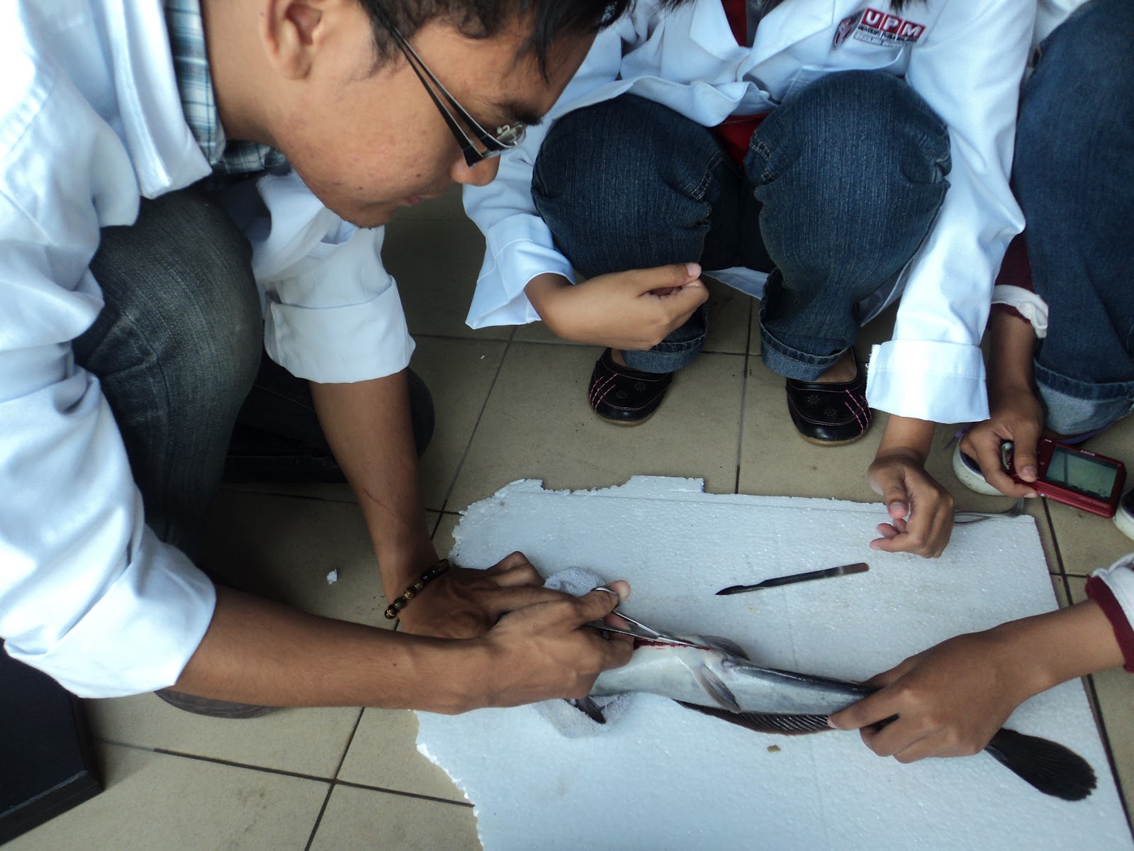 Kelah, Biotechnology, Aquaculture, Mariculture & Me African Catfish