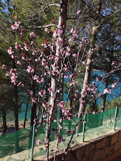 Pantano de Pena, fotos de Corinne Buchmann, flores