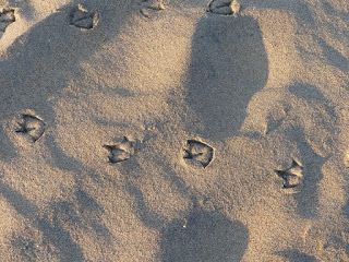 Traces de pas - Empreinte dans le sable - Traces d'animaux Traces de pas - Empreinte dans le sable - Traces d'animaux