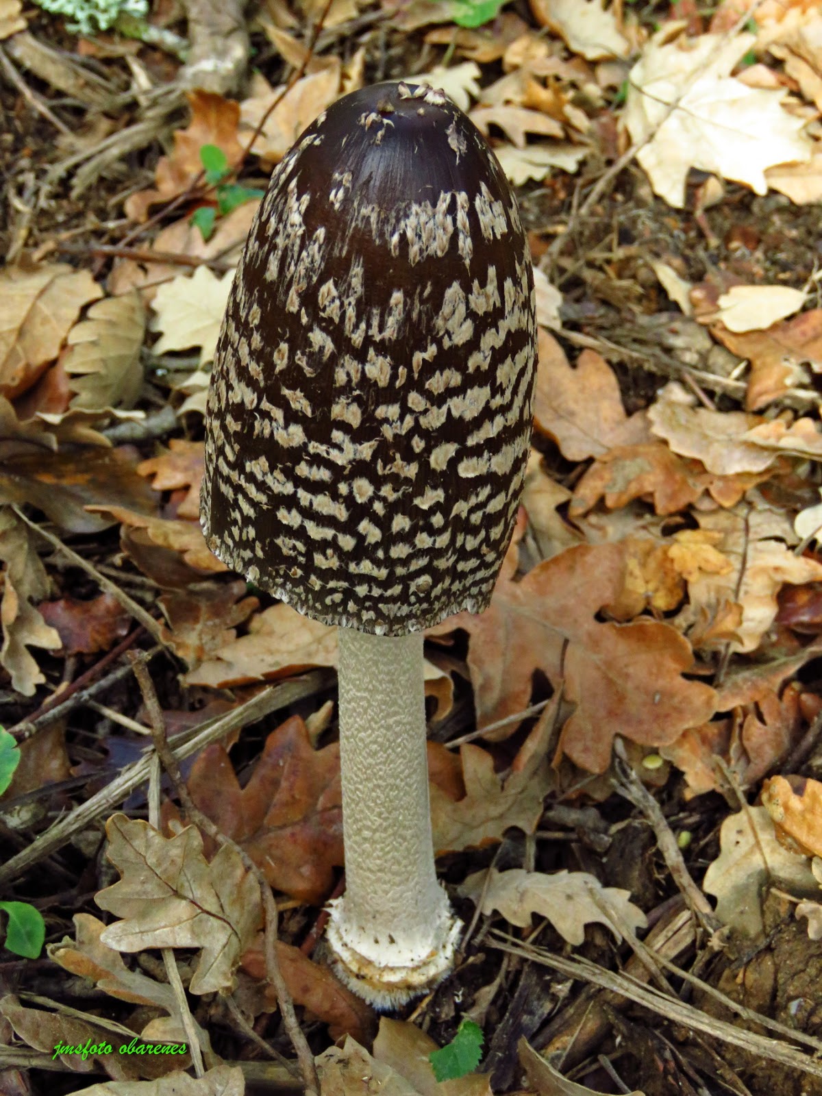 MONTES OBARENES ENTORNO Y VIDA Coprinus picaceus
