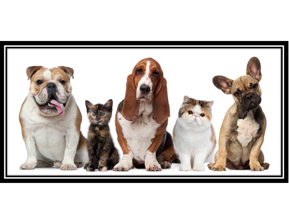 MUN: Listado de protectoras de animales en España
