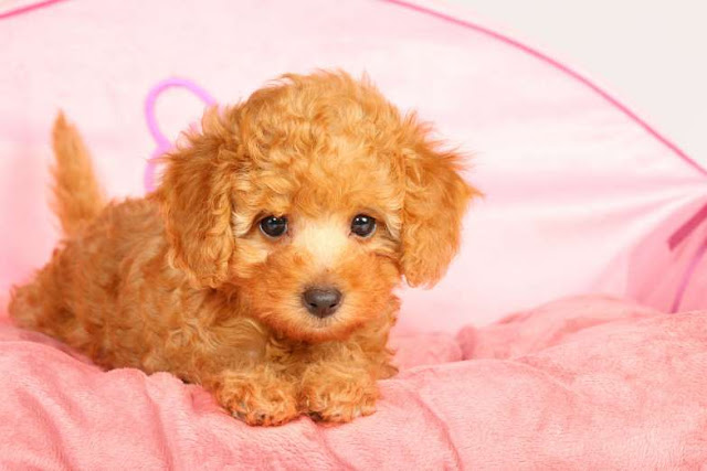 42 fotos de cachorros adoráveis Elfandarilha
