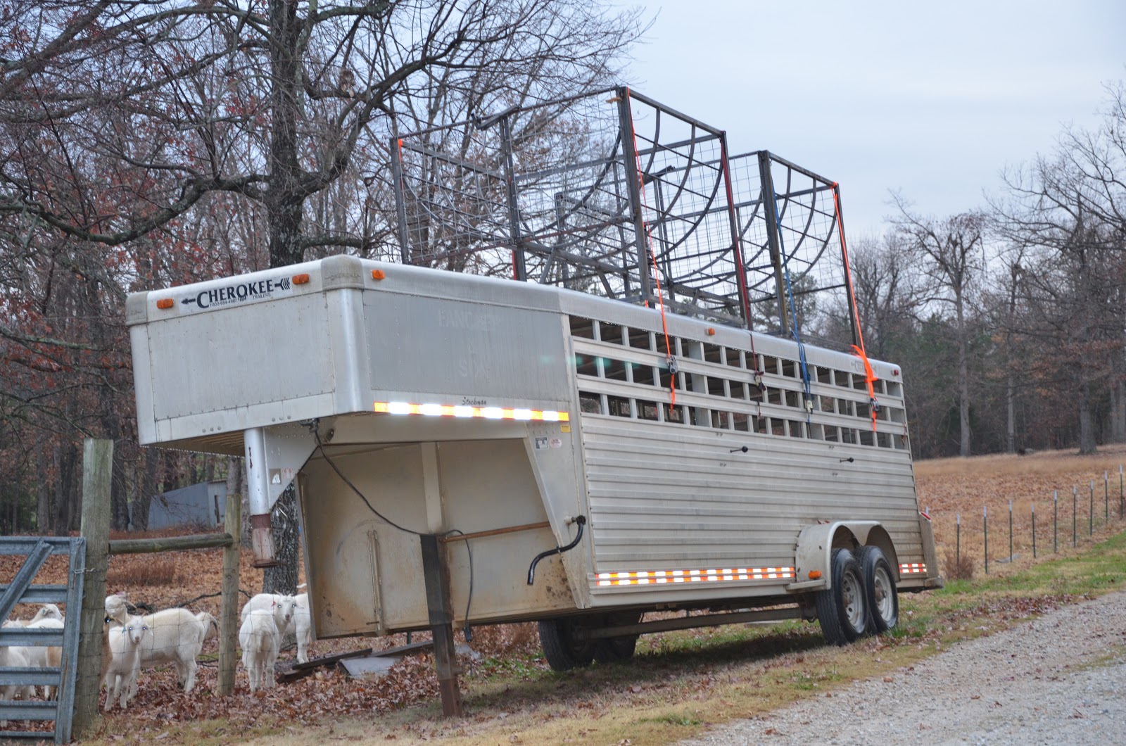HORSESHOE CANYON RANCH MEAT GOATS Picking Up Goat Hay Feeders.