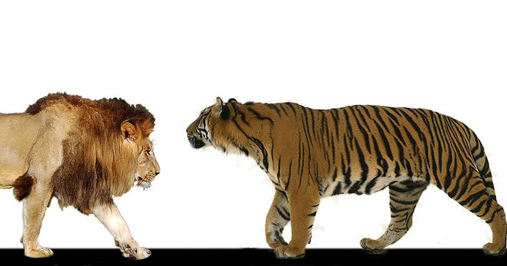 HIPERSESSÃO : Tigre defende o Dono e o Jogo