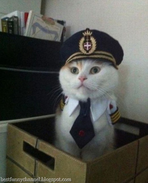  Cat cop