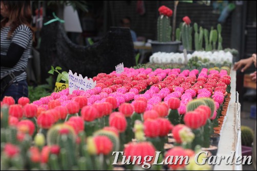 cây cảnh Thái Lan, sưu tầm cây cảnh, sưu tầm hoa cảnh, hoa chậu, hoa lan, Tử linh lan, Xương rồng, sen đá, cây không khí, cẩm cù, hoa cẩm cù cây cảnh Thái Lan, sưu tầm cây cảnh, sưu tầm hoa cảnh, hoa chậu, hoa lan, Tử linh lan, Xương rồng, sen đá, cây không khí, cẩm cù, hoa cẩm cù