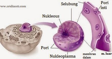  Fungsi  Nukleus pada Sel  Hewan  dan Sel  Tumbuhan Berbagi Ilmu