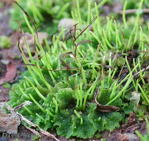 Hornwort